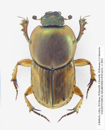 Euoniticellus fulvus, maschio